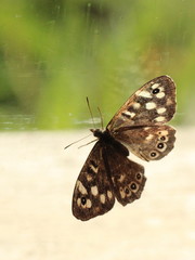 Pararge aegeria