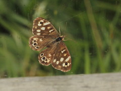 Pararge aegeria