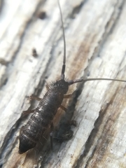 Pogonognathellus longicornis