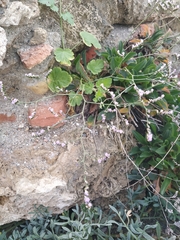 Limonium malacitanum