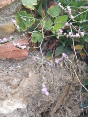 Limonium malacitanum