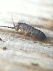 Pogonognathellus longicornis