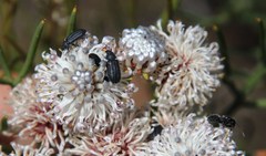 Camponotus niveosetosus