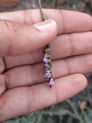 Limonium malacitanum