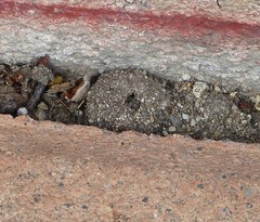 Hirticomus quadriguttatus