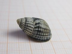 Tritia reticulata