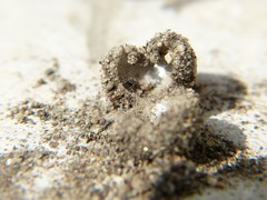 Hirticomus quadriguttatus