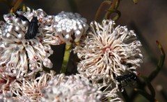 Camponotus niveosetosus