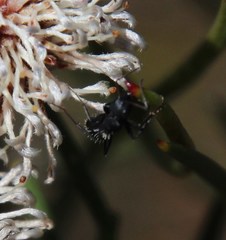 Camponotus niveosetosus