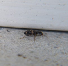 Hirticomus quadriguttatus