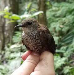 Microcerculus marginatus