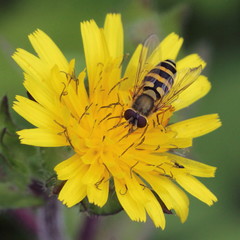 Syrphus ribesii