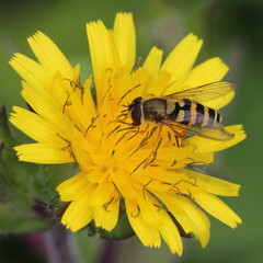 Syrphus ribesii