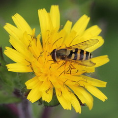 Syrphus ribesii