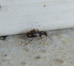 Hirticomus quadriguttatus