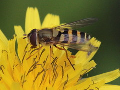 Syrphus ribesii