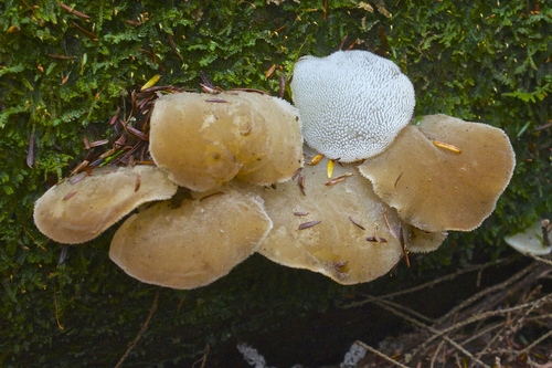 Toothed Jelly Fungus