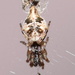 Trashline Orbweavers - Photo (c) Tommy Farquhar, some rights reserved (CC BY-NC), uploaded by Tommy Farquhar