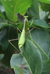Stagmomantis domingensis