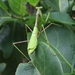 Stagmomantis domingensis - Photo (c) Brian Oakes Haiti Hunter, algunos derechos reservados (CC BY), subido por Brian Oakes Haiti Hunter