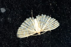 Alucitidae