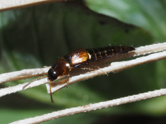 Tachyporus nitidulus