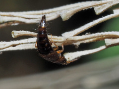 Tachyporus nitidulus