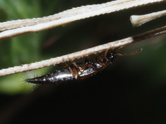 Tachyporus nitidulus