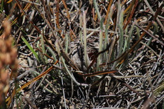Protea scorzonerifolia