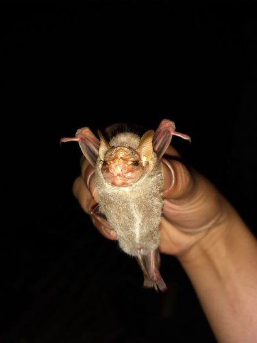 wrinkle-faced bat
