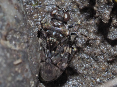 Saldula c-album