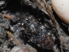Saldula c-album