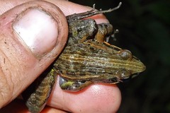 Ptychadena erlangeri