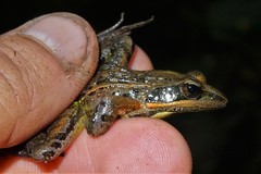 Ptychadena erlangeri