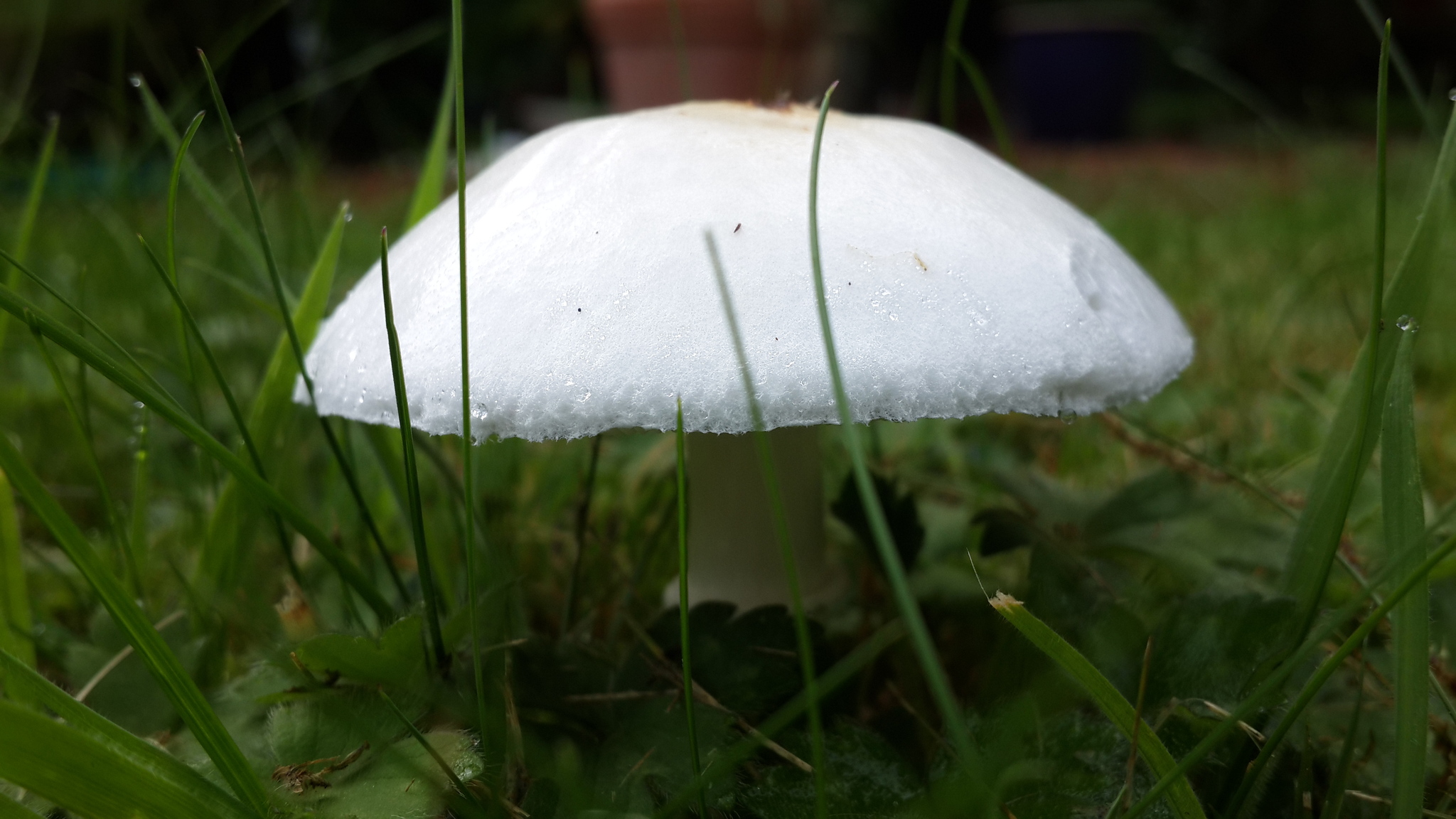 Leucoagaricus leucothites image