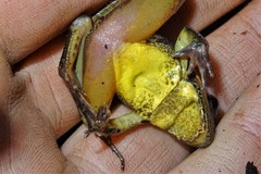 Ptychadena erlangeri