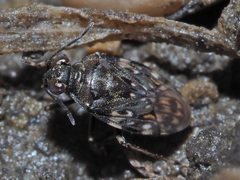 Saldula c-album