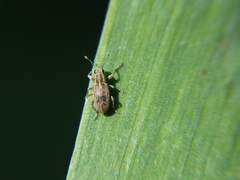 Sitona lineatus