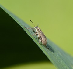 Sitona lineatus