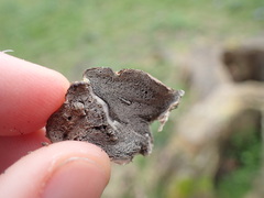 Bjerkandera adusta
