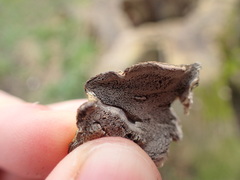 Bjerkandera adusta