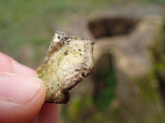 Bjerkandera adusta