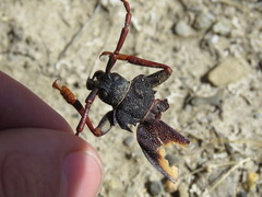 Apterocaulus heterogama