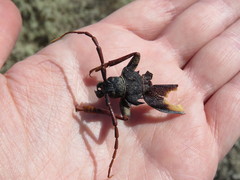 Apterocaulus heterogama