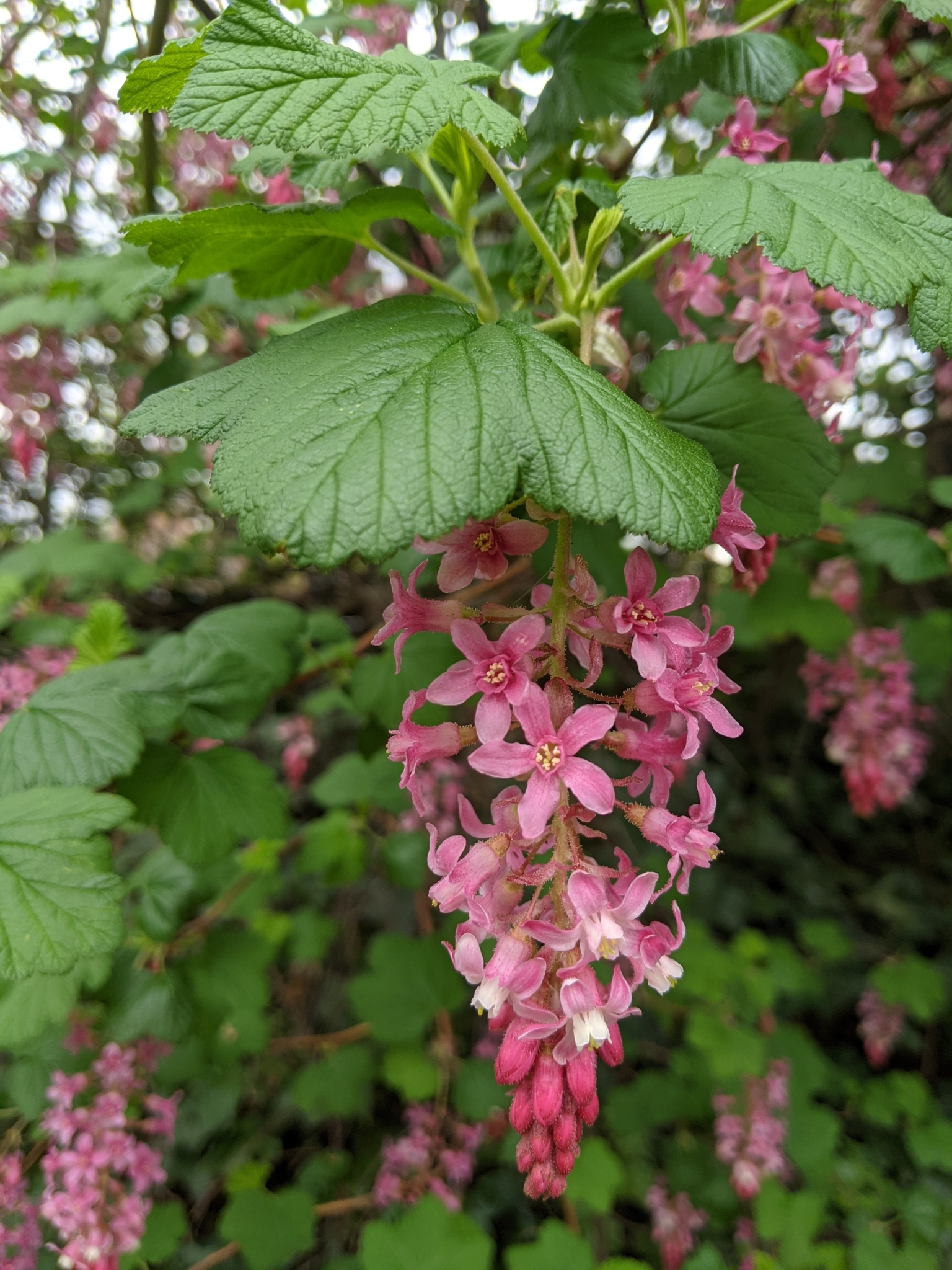 Ribes