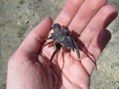 Apterocaulus heterogama