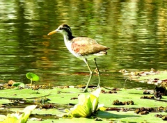 Jacana spinosa