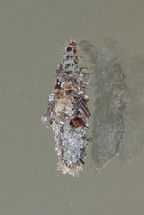 Dahlica triquetrella