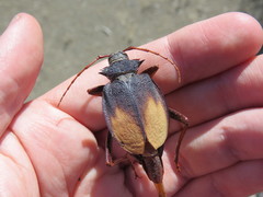Apterocaulus heterogama