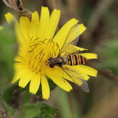 Episyrphus balteatus
